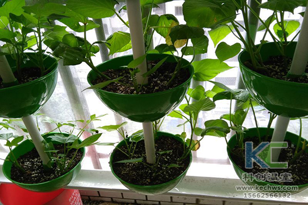無土栽培，無土栽培技術，無土栽培設備
