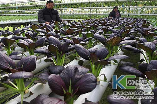 無土栽培,營(yíng)養(yǎng)液