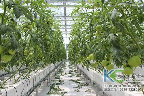 無(wú)土栽培,巖棉,無(wú)土栽培技術(shù)