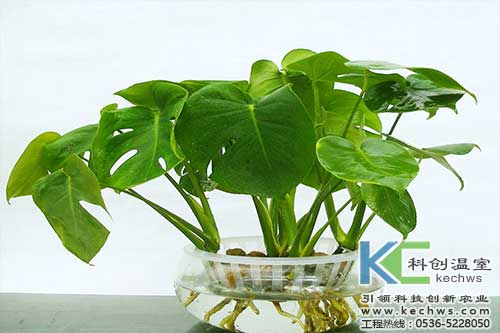 無(wú)土栽培，無(wú)土栽培技術(shù)，無(wú)土栽培設(shè)備
