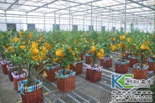 無土栽培，無土栽培技術(shù)，無土栽培設(shè)備