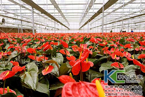 無土栽培，無土栽培技術(shù)，無土栽培設(shè)備