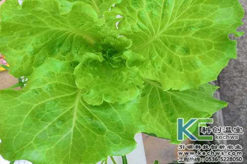 無土栽培，無土栽培技術，無土栽培設備