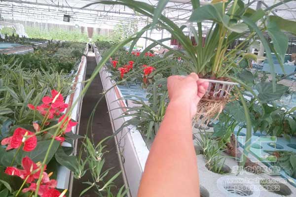 無土栽培，無土栽培技術，無土栽培設備