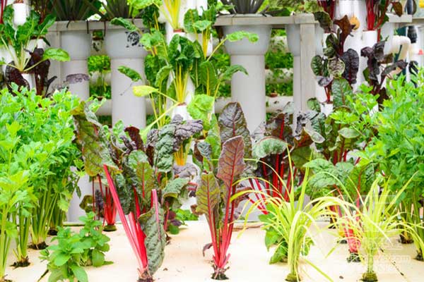 無土栽培，無土栽培技術，無土栽培設備