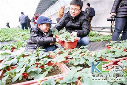 無土栽培，無土栽培技術，無土栽培設備