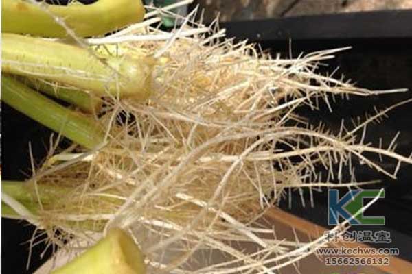 無土栽培，無土栽培技術