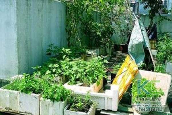 無土栽培，無土栽培技術，無土栽培設備