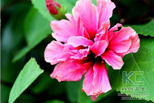 無土栽培，無土栽培技術，無土栽培設備