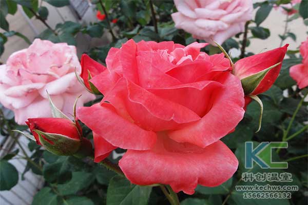 無土栽培，無土栽培技術，無土栽培設備