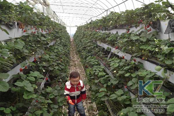 無土栽培，無土栽培技術，無土栽培設備