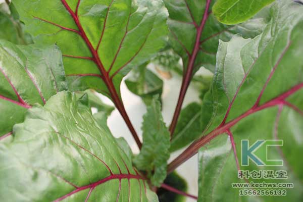 無土栽培，無土栽培技術