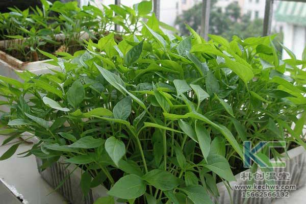 無土栽培，無土栽培技術，無土栽培設備