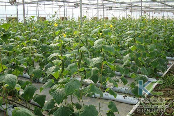 無土栽培，無土栽培技術(shù)，無土栽培設(shè)備