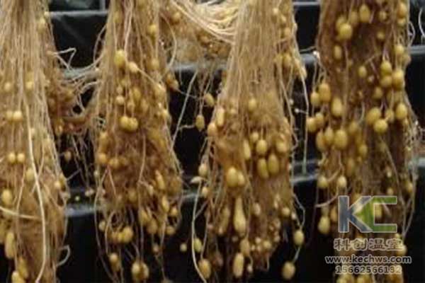 無土栽培，無土栽培技術