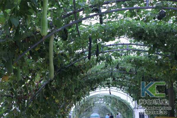 無(wú)土栽培，無(wú)土栽培技術(shù)，無(wú)土栽培設(shè)備