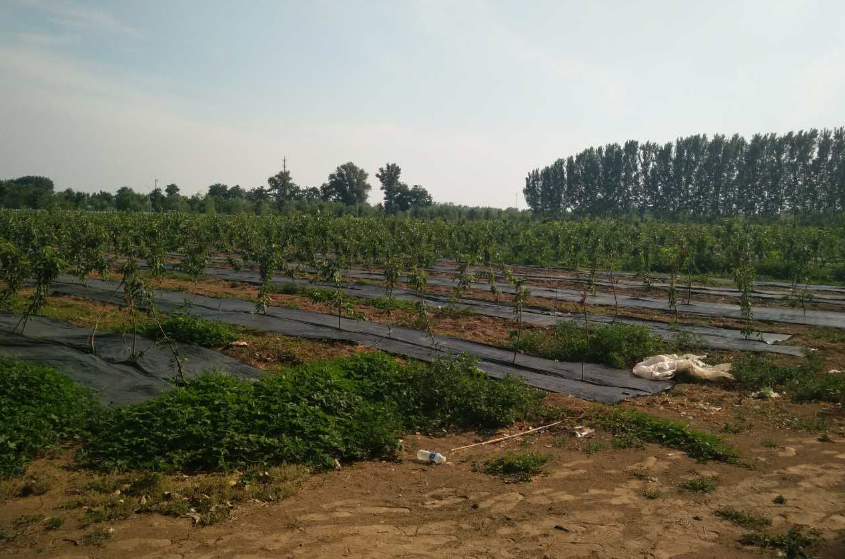 無土栽培，無土栽培技術，無土栽培設備