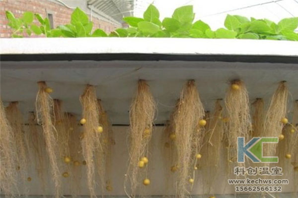 智能溫室無土栽培,無土栽培技術,溫室大棚,無土栽培