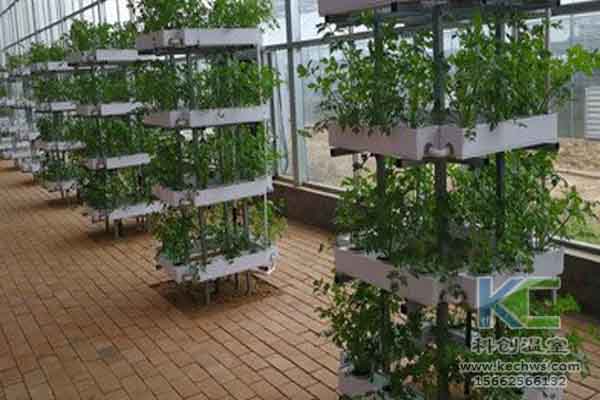 無土栽培技術，無土栽培，溫室大棚，基質栽培