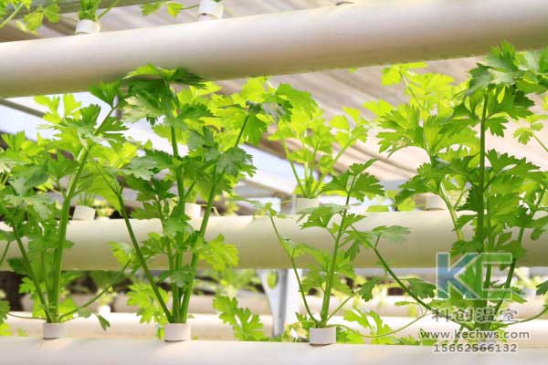 無土栽培，無土栽培技術，無土栽培設備