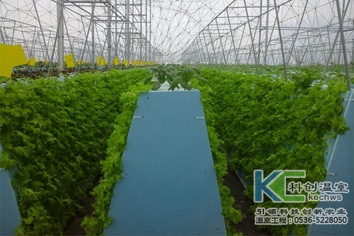 無土栽培，無土栽培技術，無土栽培設備