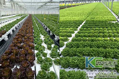 山西,植物工廠,無(wú)土栽培