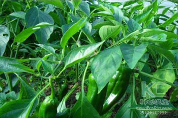 無土栽培,無土栽培技術(shù),無土栽培設(shè)備