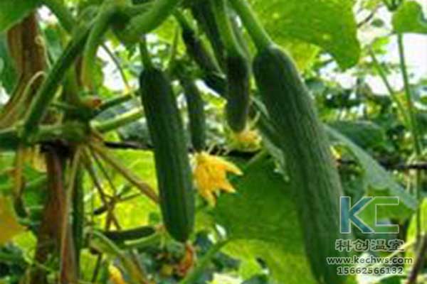 無土栽培，無土栽培技術，無土栽培設備