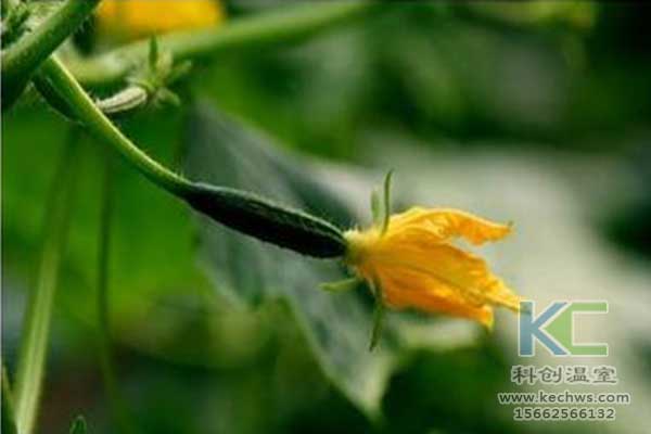 無土栽培，無土栽培技術，無土栽培設備