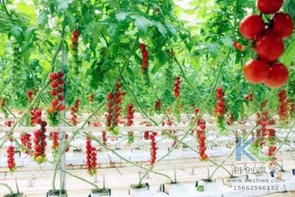 無土栽培，無土栽培技術(shù)，無土栽培設(shè)備