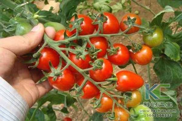 無土栽培，無土栽培技術，無土栽培設備