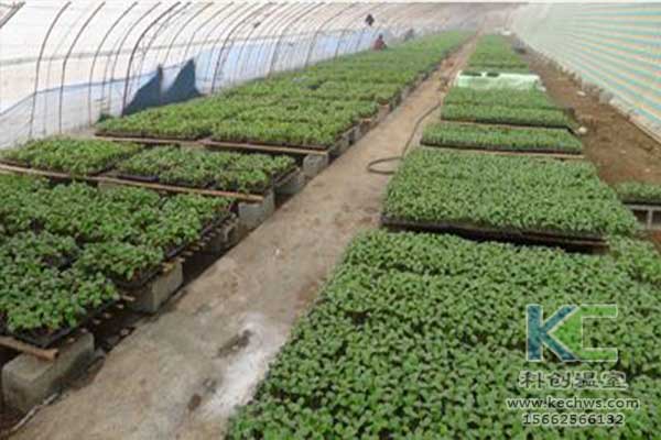 無土栽培,無土栽培技術,無土栽培設備