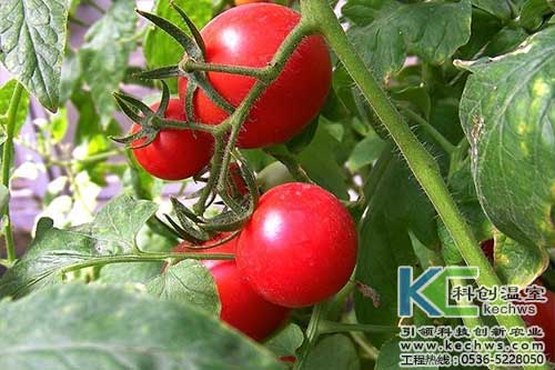 無土栽培，無土栽培技術(shù)，無土栽培設(shè)備