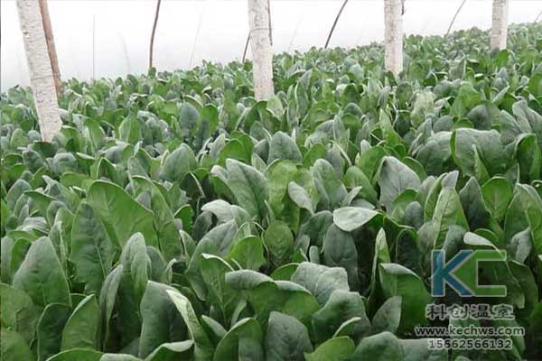 無(wú)土栽培，無(wú)土栽培技術(shù)，無(wú)土栽培設(shè)備