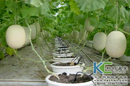 無土栽培，無土栽培技術，無土栽培設備