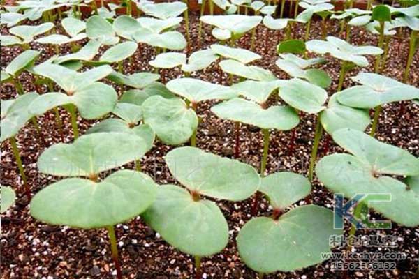 無土栽培，無土栽培技術(shù)，無土栽培設(shè)備
