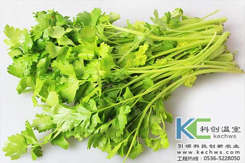 無(wú)土栽培，無(wú)土栽培技術(shù)，無(wú)土栽培設(shè)備