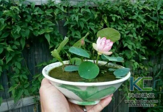 無(wú)土栽培，無(wú)土栽培技術(shù)，無(wú)土栽培設(shè)備