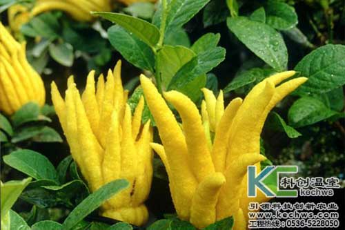 無土栽培，無土栽培技術(shù)，無土栽培設(shè)備