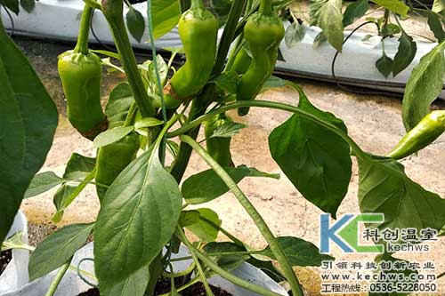 無土栽培，無土栽培技術，無土栽培設備