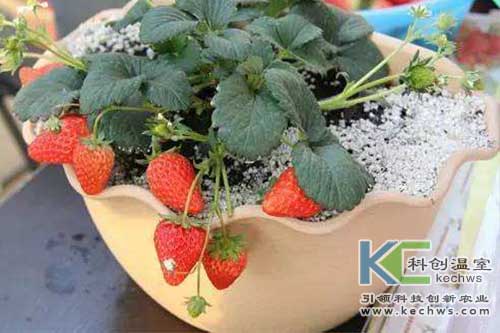 無土栽培，無土栽培技術，無土栽培設備