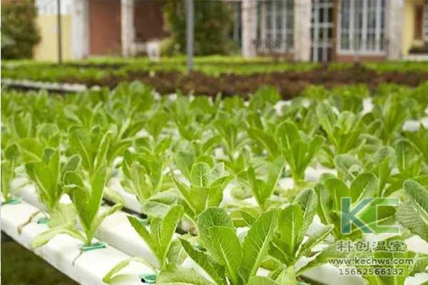 無土栽培，無土栽培技術，無土栽培設備