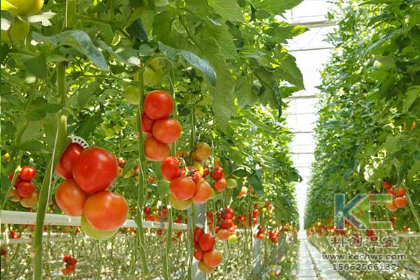 無土栽培，無土栽培技術(shù)，無土栽培設(shè)備