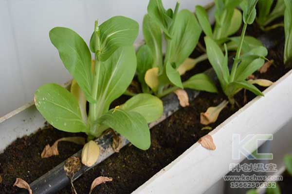 無土栽培，無土栽培技術，無土栽培設備