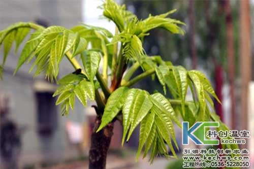 無土栽培,無土栽培技術,無土栽培設備