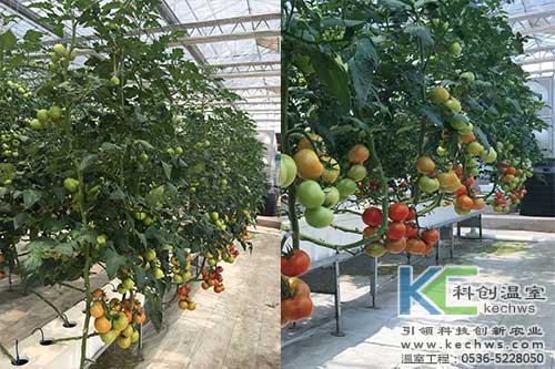 箱式無土栽培，無土栽培