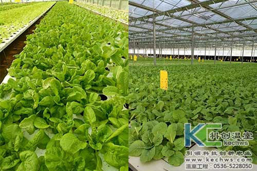 山西,植物工廠,無(wú)土栽培