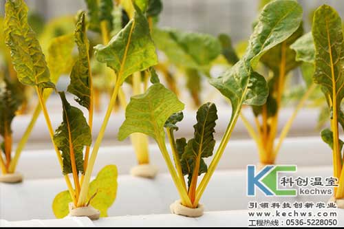 無土栽培，無土栽培技術，無土栽培設備