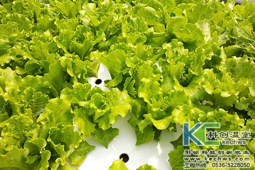 無土栽培，無土栽培技術，無土栽培設備