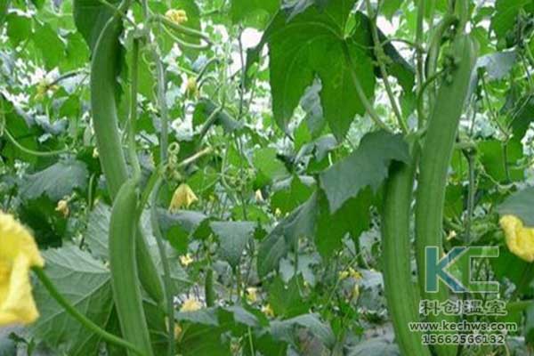 無土栽培，無土栽培技術(shù)，無土栽培設(shè)備